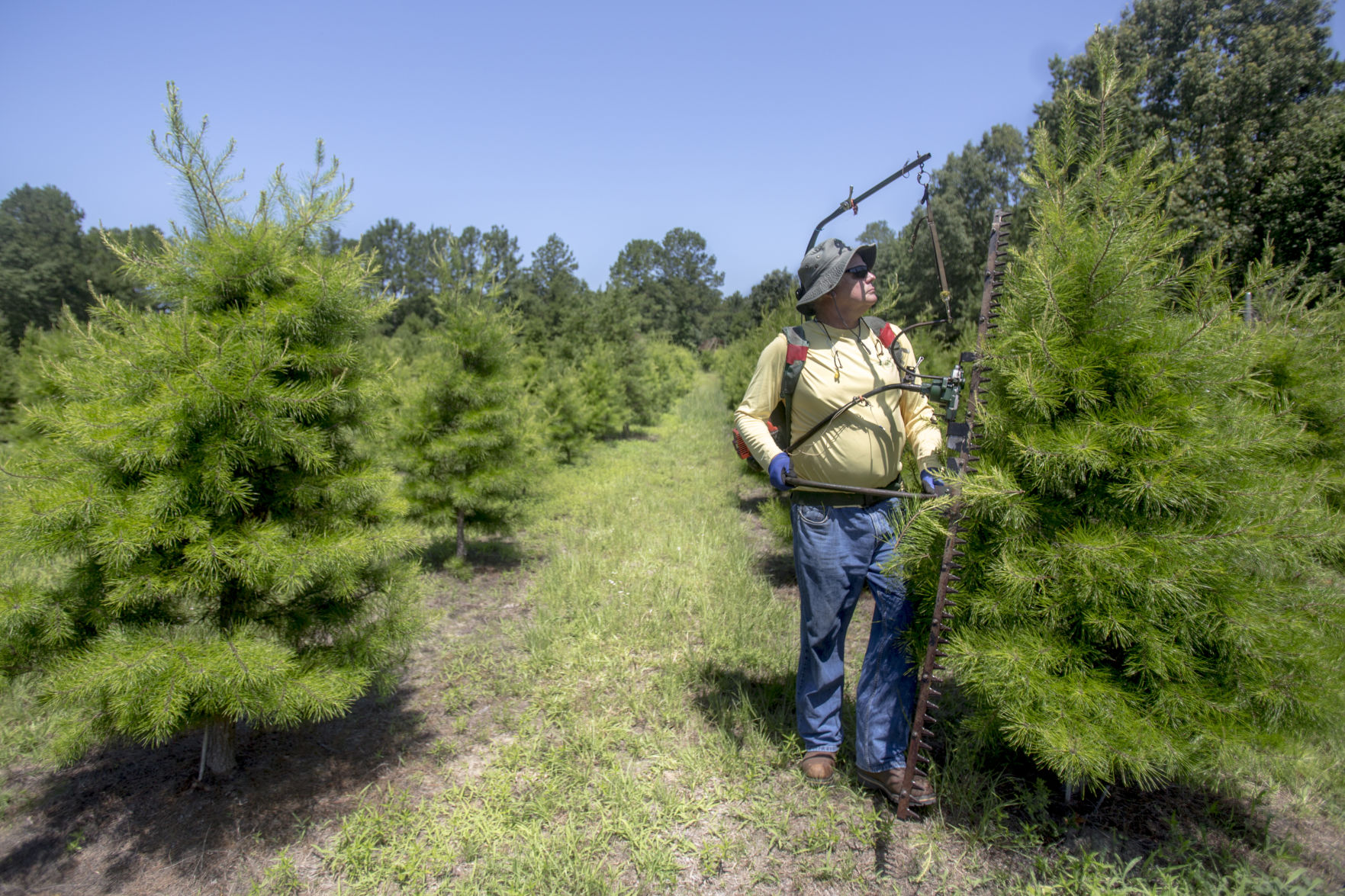 cuttingtrees_close.JPG (copy)